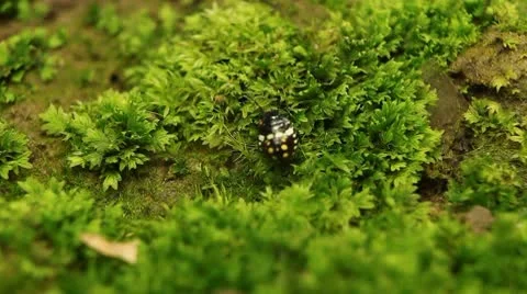 Macro, Red Beetles Stock Footage 8909953