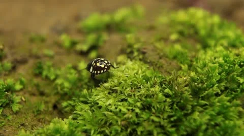 Macro, Red Beetles Stock Footage 8909965