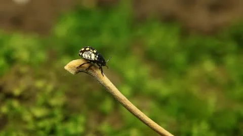 Macro, Red Beetles Stock Footage