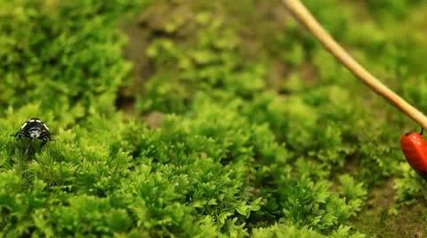 Macro, Red Beetles Stock Footage 8910028
