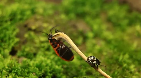 Macro, Red Beetles Stock Footage 8910032