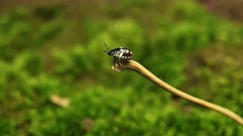 Macro, Red Beetles Stock Footage 8910036
