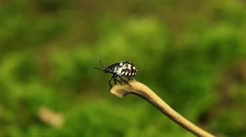 Macro, Red Beetles Stock Footage 8910070