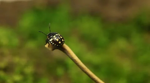 Macro, Red Beetles Stock Footage 8910081
