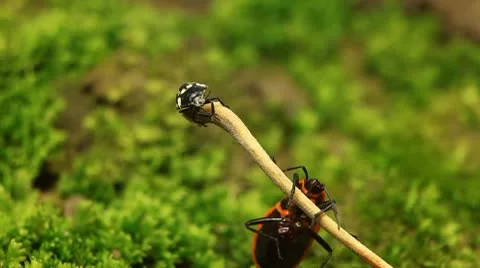 Macro, Red Beetles Stock Footage 8910108