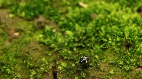 Macro, Red Beetles Stock Footage 8910116