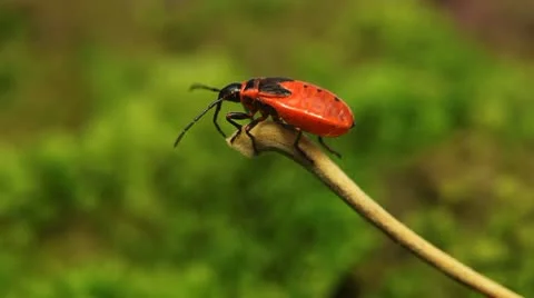 Macro, Red Beetles Stock Footage 8910126
