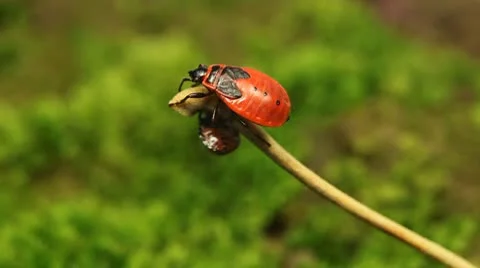 Macro, Red Beetles Stock Footage 8910141