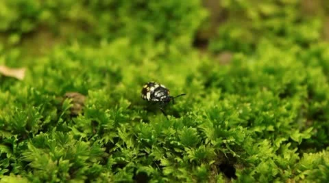 Macro, Red Beetles Stock Footage 8910167