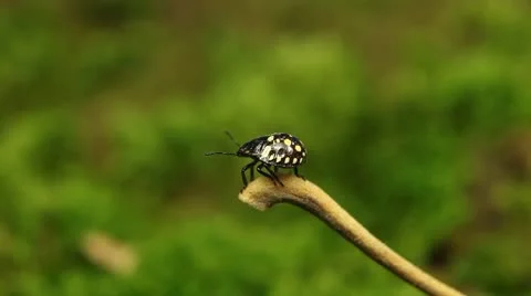 Macro, Red Beetles Stock Footage 8910171