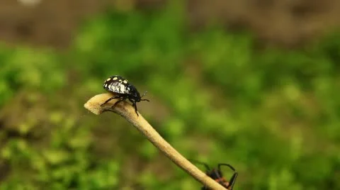 Macro, Red Beetles Stock Footage 8910174
