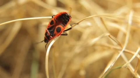 Macro, Red Beetles Stock Footage 8910188
