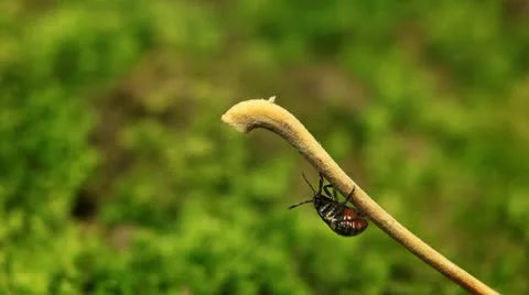 Macro, Red Beetles Stock Footage 8910189