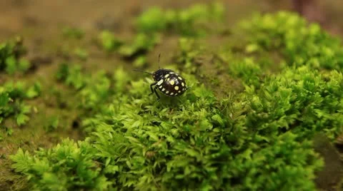 Macro, Red Beetles Stock Footage 8910216