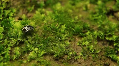 Macro, Red Beetles Stock Footage 8910218