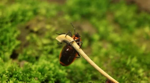 Macro, Red Beetles Stock Footage 8910239
