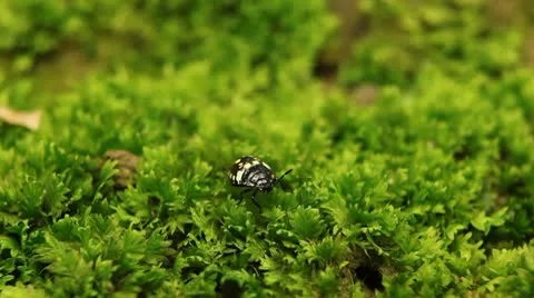 Macro, Red Beetles Stock Footage 8910240