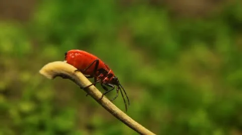 Macro, Red Beetles Stock Footage 8910265