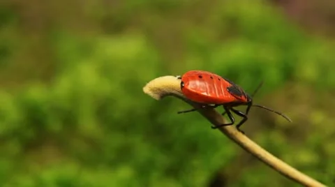 Macro, Red Beetles Stock Footage 8910270