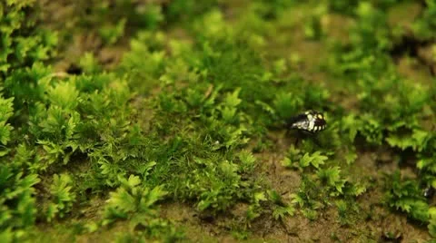 Macro, Red Beetles Stock Footage 8910296