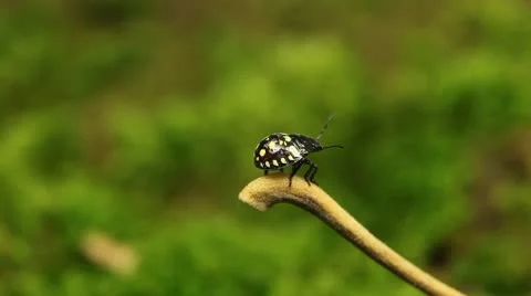 Macro, Red Beetles Stock Footage 8910297
