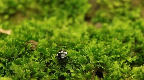 Macro, Red Beetles Stock Footage 8910322