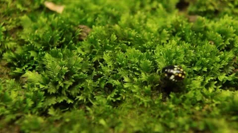 Macro, Red Beetles Stock Footage 8910347