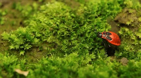 Macro, Red Beetles Stock Footage 8910348