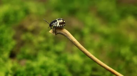 Macro, Red Beetles Stock Footage 8911252