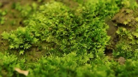 Macro, Red Beetles Stock Footage 8911284