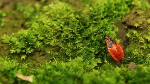 Macro, Red Beetles Stock Footage 8911296