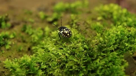 Macro, Red Beetles Stock Footage 8911315