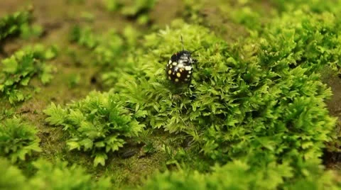 Macro, Red Beetles Stock Footage 8911316