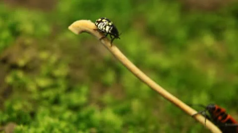 Macro, Red Beetles Stock Footage 8911335