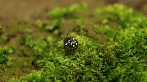 Macro, Red Beetles Stock-Footage 9459015