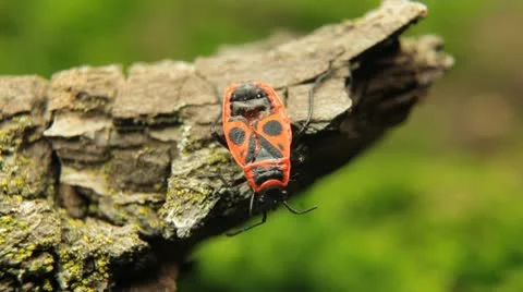 Macro, Red Beetles 스톡 동영상 9459514