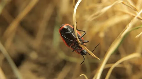 Macro, Red Beetles 스톡 동영상 9460513