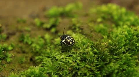 Macro, Red Beetles Stock Footage 9464049