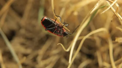 Macro, Red Beetles Vídeos de archivo 9464252
