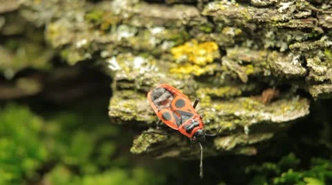 Macro, Red Beetles 스톡 동영상 9466110