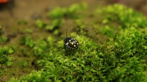 Macro, Red Beetles Stock Footage 9467310