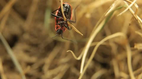 Macro, Red Beetles Stock Footage