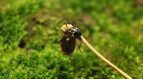 Macro, Red Beetles 스톡 동영상 9468712