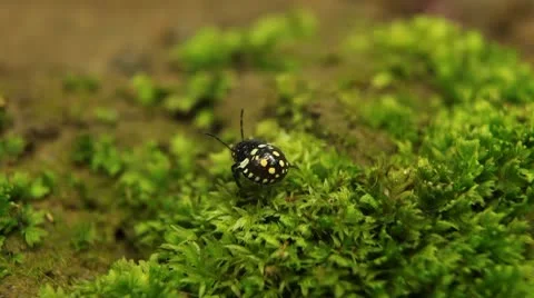 Macro, Red Beetles 스톡 동영상 9472389