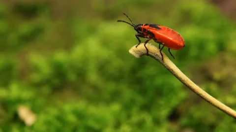 Macro, Red Beetles Stock Footage 9476237