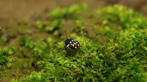 Macro, Red Beetles 스톡 동영상 9478103