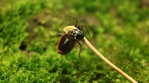 Macro, Red Beetles 스톡 동영상 9478478