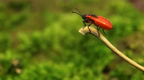Macro, Red Beetles 스톡 동영상 9480939