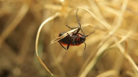 Macro, Red Beetles 스톡 동영상 9481463