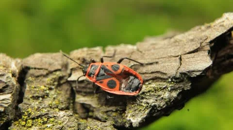 Macro, Red Beetles Vídeos de archivo 9486335